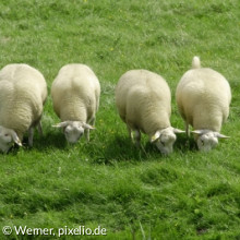 Vier Schafe auf grüner Wiese
