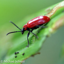 Scharlachroter Käfer