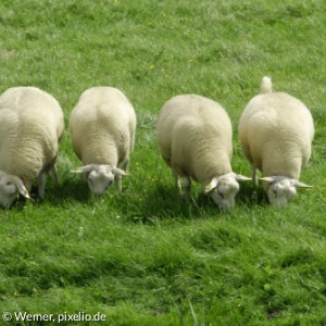 Vier Schafe auf grüner Wiese