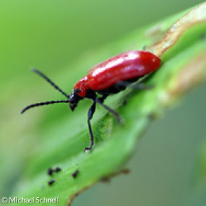 Scharlachroter Käfer